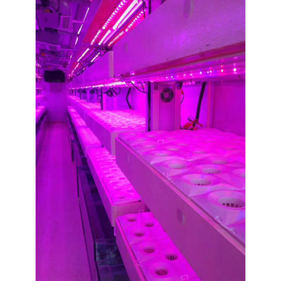 Shipping Container Farming Hydroponic Farms With Corten Resistant Steel Frame