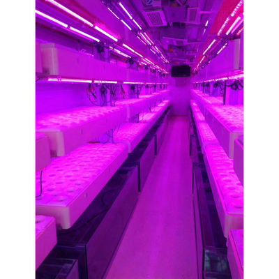 Shipping Container Farming Hydroponic Farms With Corten Resistant Steel Frame