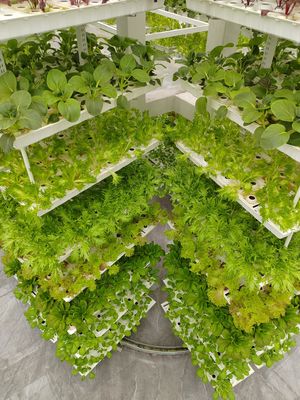 Vertical Farming Hanging Plant Hydroponic Intelligence Farming