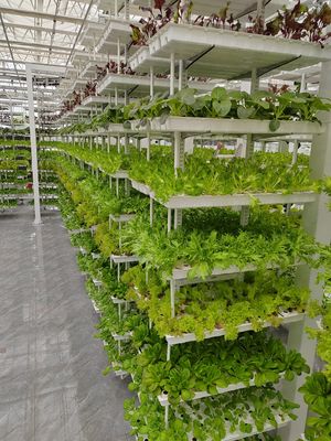 Vertical Farming Hanging Plant Hydroponic Intelligence Farming