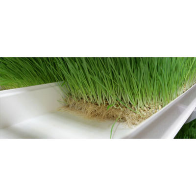 Growing Sprouts Hydroponics Fodder System 4000*1600*2400mm For Farms