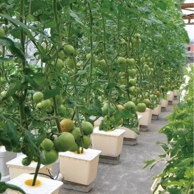 Dutch Bucket Hydroponics For Greenhouse Crop Growing Agricultural