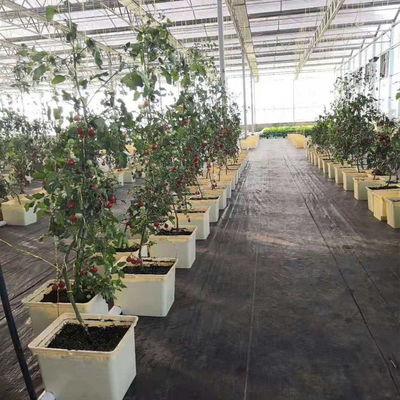 Dutch Bucket Hydroponics For Greenhouse Crop Growing Agricultural