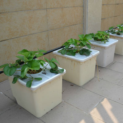 Dutch Bucket Hydroponics For Greenhouse Crop Growing Agricultural