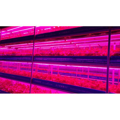 Greenhouse Agriculture Iot Vertical Factory For Modern Agriculture