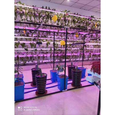 Plastic Hydroponics Dutch Buckets Bato Bucket Grow Systems Agricultural