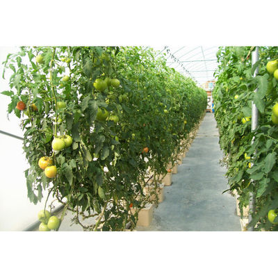 Black Multi_span Greenhouse Grow Box Dutch Bato Bucket Hydroponic System Dutch Bucket