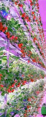 Strawberry Vertical Farming System For Fruits White Food Grade Planting Pvc