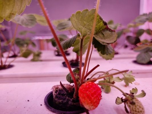 Strawberry Vertical Farming System For Fruits White Food Grade Planting Pvc