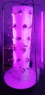 Hydroponic System Aerpetta Strawberry And Leaf Vegetable Rotation With Lights
