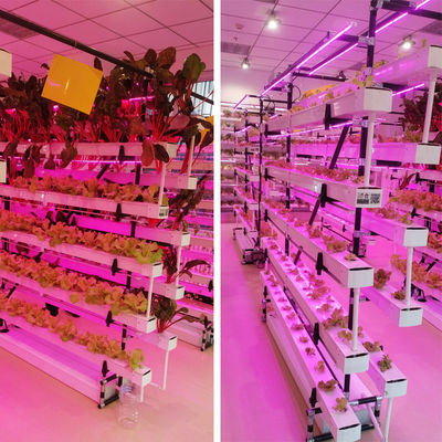 commercial NFT hydroponic growing system greenhouse NFT hydroponic channel