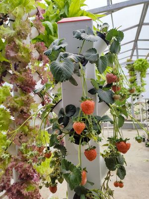 2023 Hot selling plastic pot hydroponic vertical garden artificial wall pot vertical garden 112+ Plants hydroponics vertical