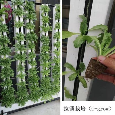 Hydroponic Growing Systems Grow Leafy Vegetables Zipper Indoor Hydroponics Vertical