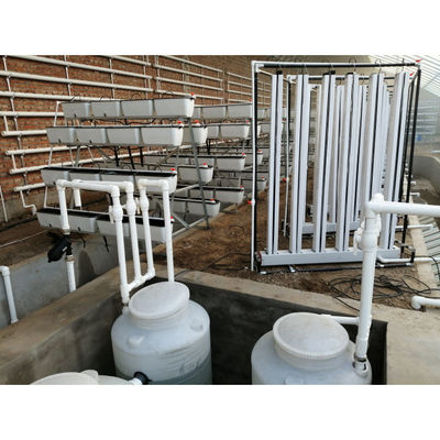 Aquaponics Greenhouse Hydroponics Growing System Fish Tank For Fish And Vegetable