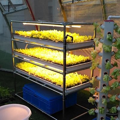 Vertical Seedling Systems Commercial Ebb/Flow System Agricultural Greenhouses